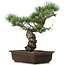 Pinus parviflora, 40 cm, ± 25 jaar oud