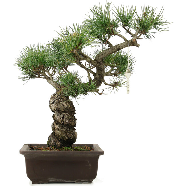 Pinus parviflora, 40 cm, ± 25 anni