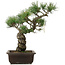 Pinus parviflora, 40 cm, ± 25 jaar oud