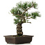 Pinus parviflora, 40 cm, ± 25 años
