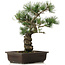 Pinus parviflora, 40 cm, ± 25 jaar oud