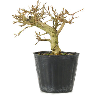 Premna japonica, 10 cm, ± 10 jaar oud