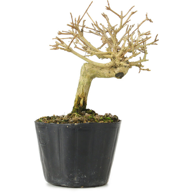 Premna japonica, 12 cm, ± 10 jaar oud