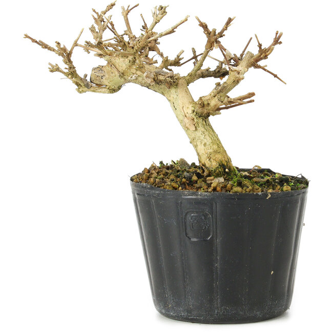 Premna japonica, 9 cm, ± 10 jaar oud