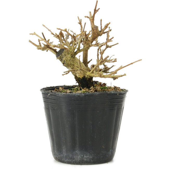 Premna japonica, 9 cm, ± 10 jaar oud
