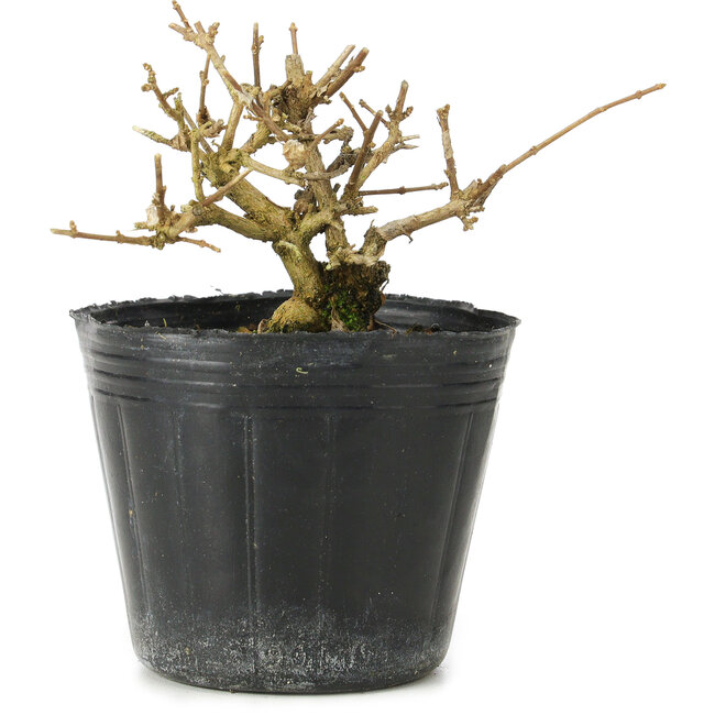 Premna japonica, 6 cm, ± 10 jaar oud