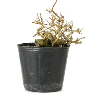 Premna japonica, 7 cm, ± 10 años