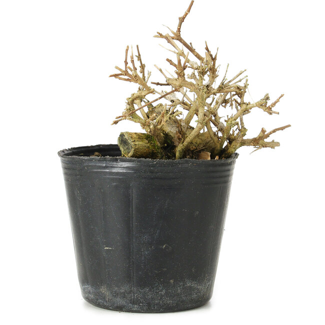 Premna japonica, 7 cm, ± 10 Jahre alt