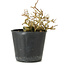 Premna japonica, 7 cm, ± 10 años