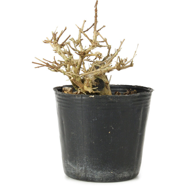 Premna japonica, 7 cm, ± 10 years old