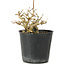 Premna japonica, 7 cm, ± 10 años