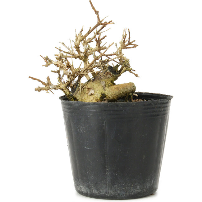 Premna japonica, 7 cm, ± 10 years old