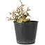 Premna japonica, 7 cm, ± 10 años