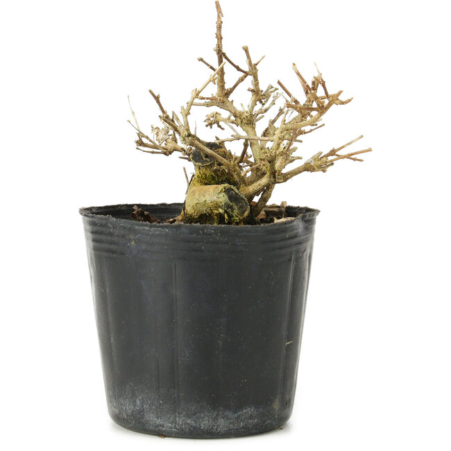 Premna japonica, 7 cm, ± 10 ans