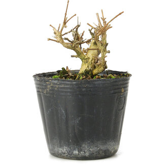 Premna japonica, 6 cm, ± 10 anni