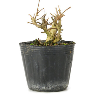 Premna japonica, 6 cm, ± 10 años