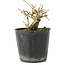 Premna japonica, 6 cm, ± 10 años