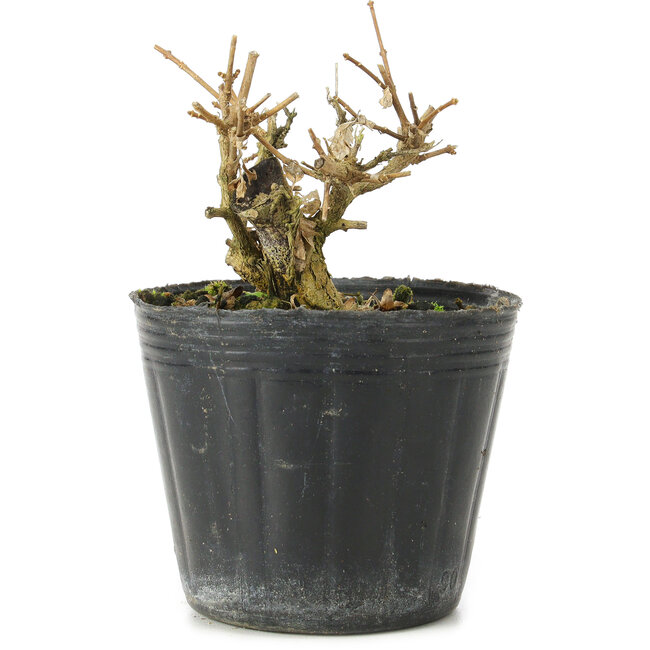 Premna japonica, 6 cm, ± 10 jaar oud