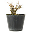 Premna japonica, 6 cm, ± 10 años