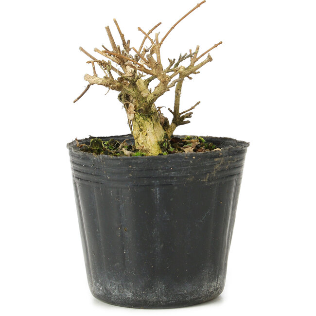 Premna japonica, 6 cm, ± 10 anni