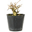 Premna japonica, 6 cm, ± 10 años