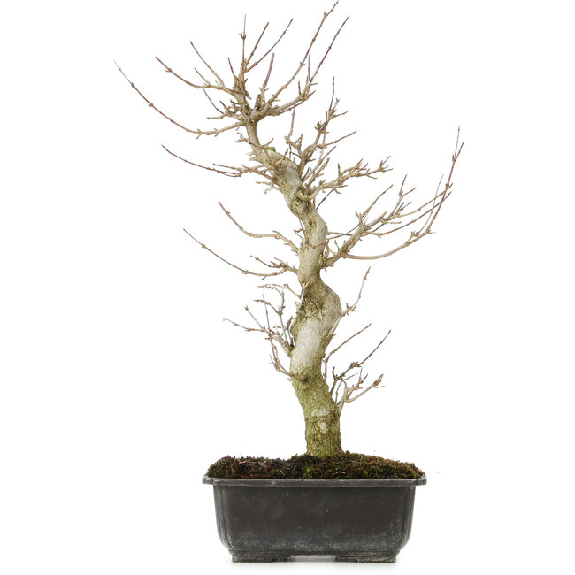 Acer buergerianum, 36 cm, ± 12 jaar oud