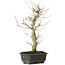 Acer buergerianum, 36 cm, ± 12 jaar oud