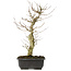 Acer buergerianum, 36 cm, ± 12 jaar oud