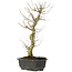 Acer buergerianum, 36 cm, ± 12 jaar oud