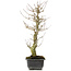 Acer buergerianum, 36 cm, ± 12 jaar oud