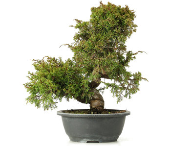 Juniperus Chinensis Itoigawa, 34 cm, ± 15 years old