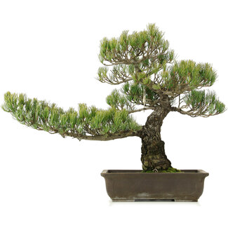 Pinus parviflora, 50 cm, ± 25 jaar oud