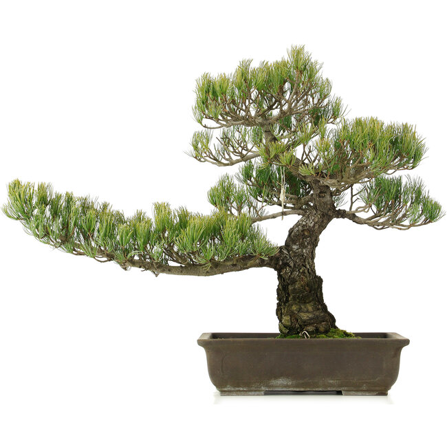 Pinus parviflora, 50 cm, ± 25 Jahre alt