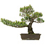 Pinus parviflora, 50 cm, ± 25 jaar oud