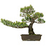 Pinus parviflora, 50 cm, ± 25 Jahre alt