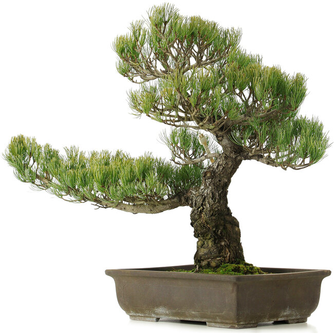 Pinus parviflora, 50 cm, ± 25 Jahre alt