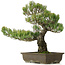 Pinus parviflora, 50 cm, ± 25 jaar oud