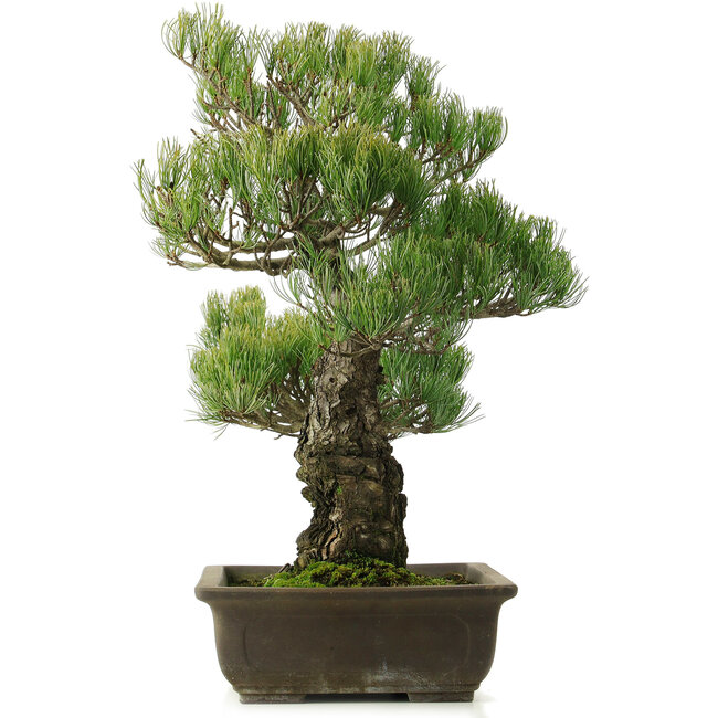 Pinus parviflora, 50 cm, ± 25 Jahre alt