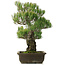 Pinus parviflora, 50 cm, ± 25 jaar oud