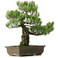 Pinus parviflora, 50 cm, ± 25 jaar oud