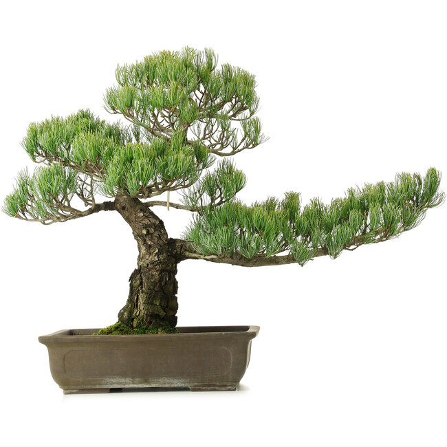 Pinus parviflora, 50 cm, ± 25 years old