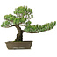 Pinus parviflora, 50 cm, ± 25 jaar oud