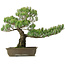 Pinus parviflora, 50 cm, ± 25 years old