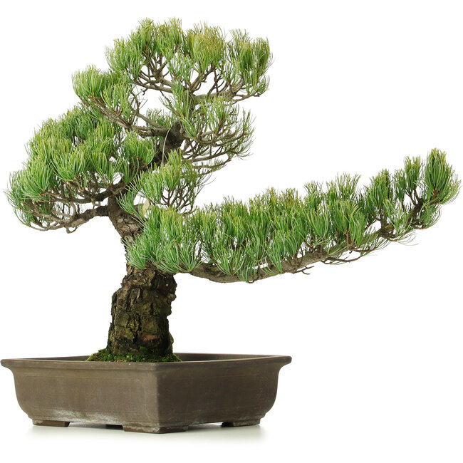 Pinus parviflora, 50 cm, ± 25 years old