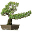 Pinus parviflora, 50 cm, ± 25 ans