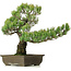 Pinus parviflora, 50 cm, ± 25 jaar oud