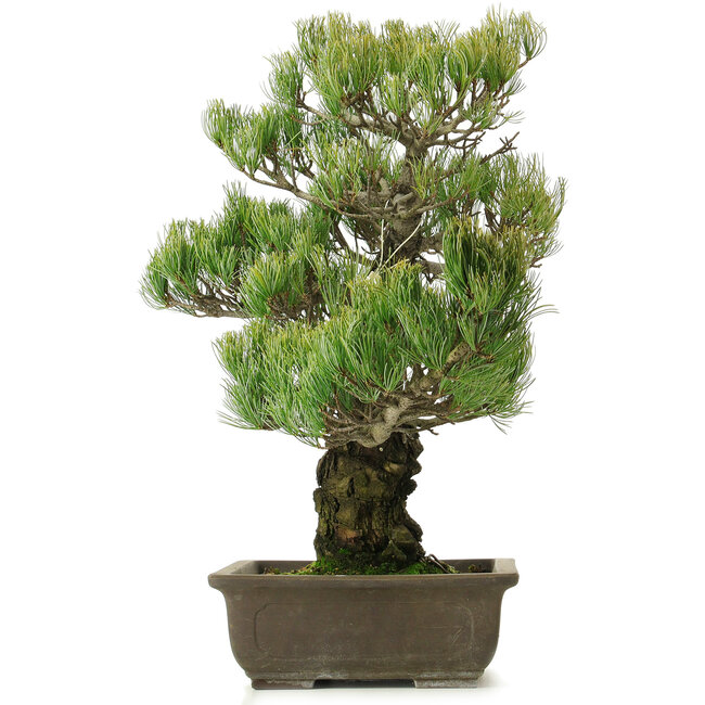 Pinus parviflora, 50 cm, ± 25 anni
