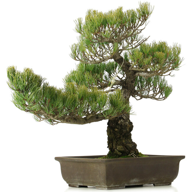 Pinus parviflora, 50 cm, ± 25 anni