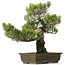 Pinus parviflora, 50 cm, ± 25 Jahre alt