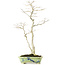 Acer palmatum, 65 cm, ± 25 years old, with a nebari of 12 centimeters